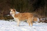BORDER COLLIE 1208